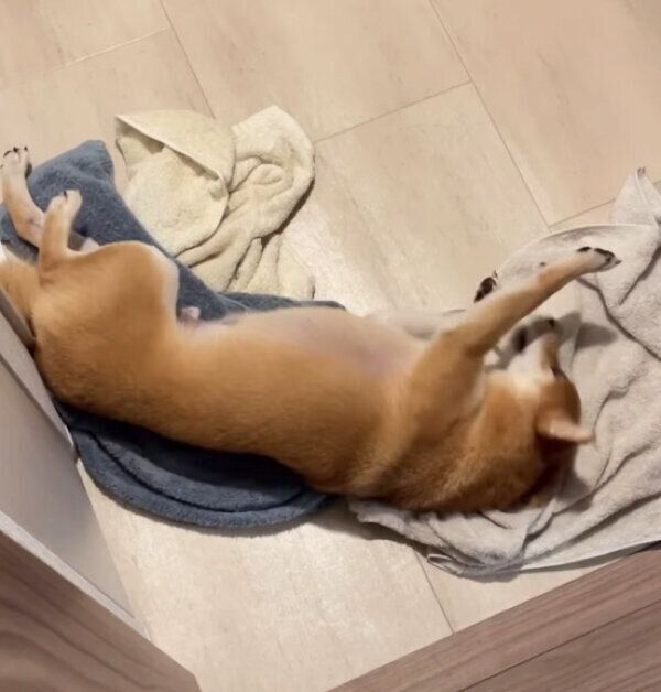 タオルにスリスリするハカセくん