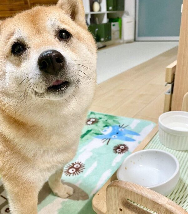 おかわりアピールをするこじろうくん