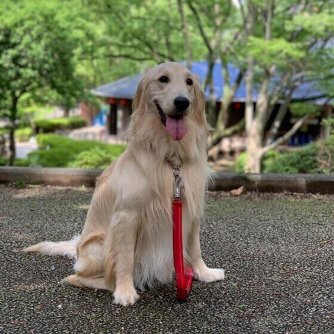 もふもふの大型犬 かわいい画像をまとめてお届け 犬種の特徴も解説 いぬのきもちweb Magazine もふもふの大型犬 かわいい画像をまとめてお届け 犬種の特徴も解説 いぬのきもちweb Magazine