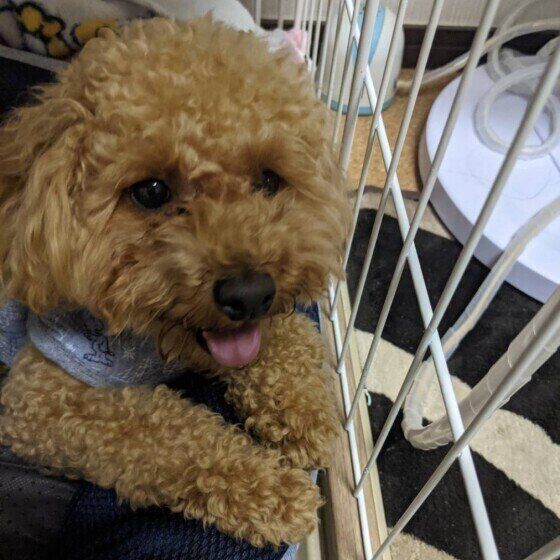 おやつを楽しみに待つトイ・プードル