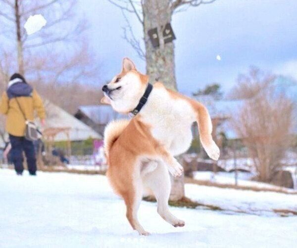 雪を楽しむめんまくん