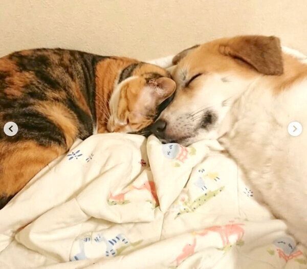 顔をくっつけて眠るコロちゃんとチコちゃん