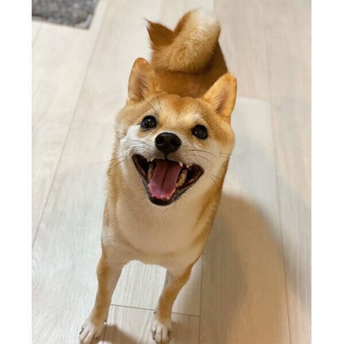 飼い主が笑うたびに スーパーマン になる豆柴子犬 1才になった現在の姿は 愛らしい魅力に迫る いぬのきもちweb Magazine 飼い主が笑うたびに スーパーマン になる豆柴子犬 1才になった現在の姿は 愛らしい魅力に迫る いぬのきもちweb Magazine