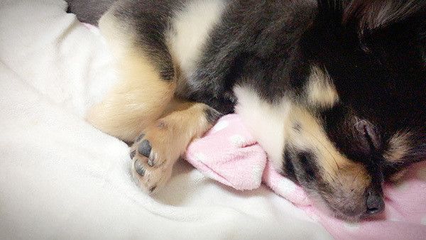 眠るチワワ