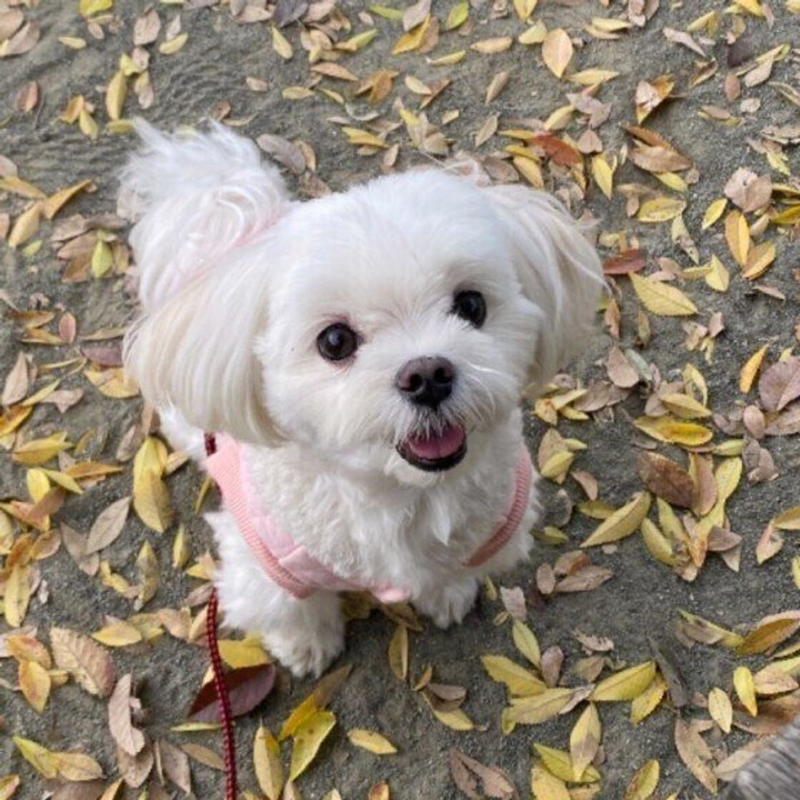 獣医師監修 犬にマイクロチップを装着するメリットや注意点 費用は いぬのきもちweb Magazine 獣医師監修 犬にマイクロチップを装着するメリットや注意点 費用は いぬのきもちweb Magazine