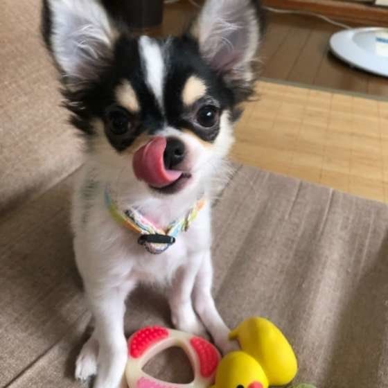 チワワ・ふくまるくん・ペロリ