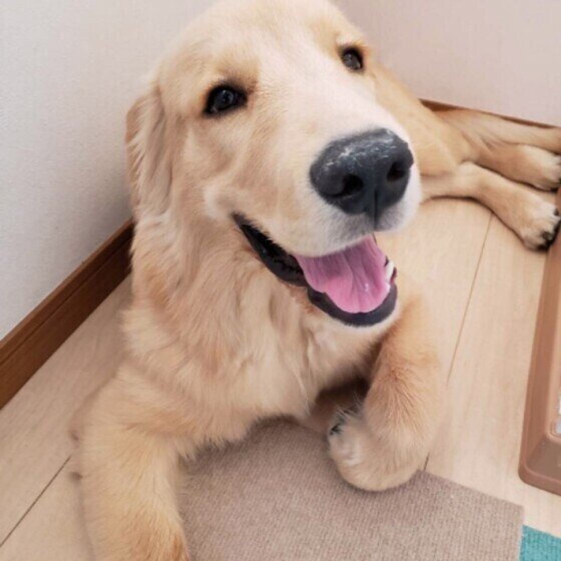 犬が特定のおもちゃでばかり遊ぶ のはなぜ 犬が好みやすいおもちゃの特徴も いぬのきもちweb Magazine 犬が特定のおもちゃでばかり遊ぶ のはなぜ 犬が好みやすいおもちゃの特徴も いぬのきもちweb Magazine