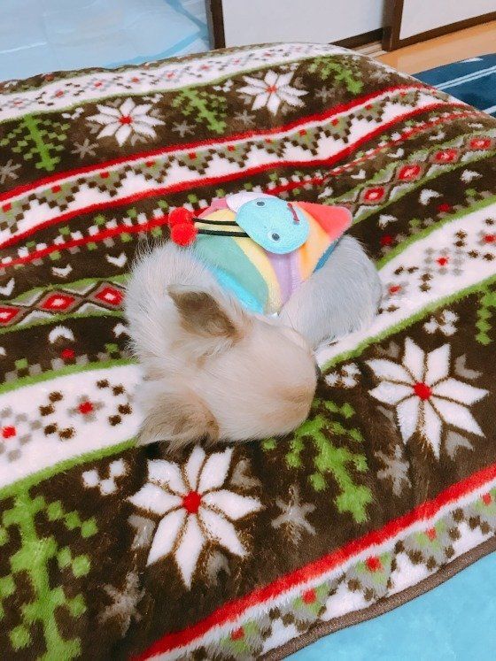 チワワ・ボクちゃん・ワンモナイト