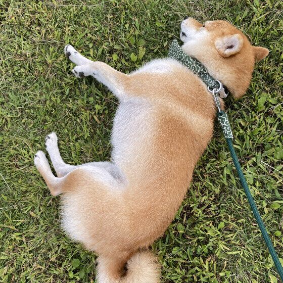 柴犬のコウくん