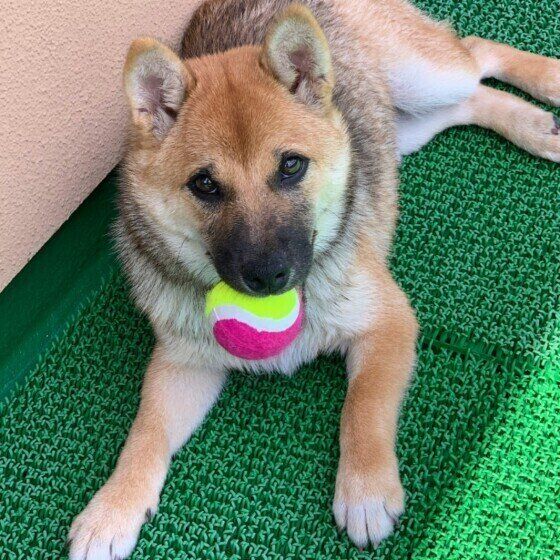 ボールで遊ぶ柴犬