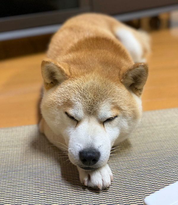 せっかく設置したのに ペット用ドアを使わないワンコの行動が可愛すぎた いぬのきもちweb Magazine