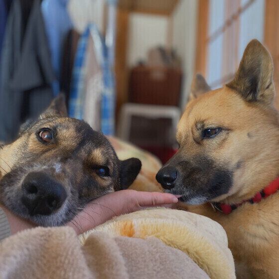 犬が人の手をペロペロなめる理由と注意点 手をなめるクセをやめさせる方法も いぬのきもち