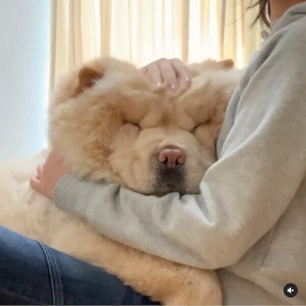 飼い主さんに抱っこしてもらうくり蔵くん