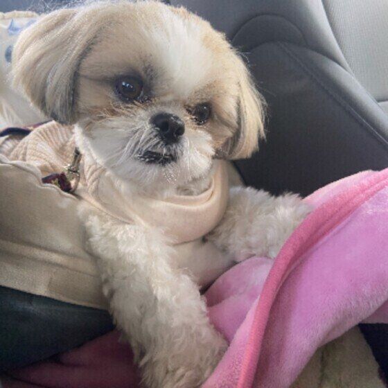 シー・ズ―のくぅ太くん