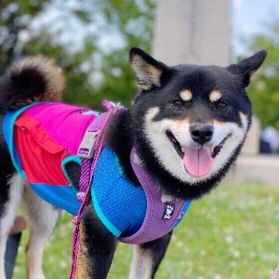 お散歩中のラガーちゃん