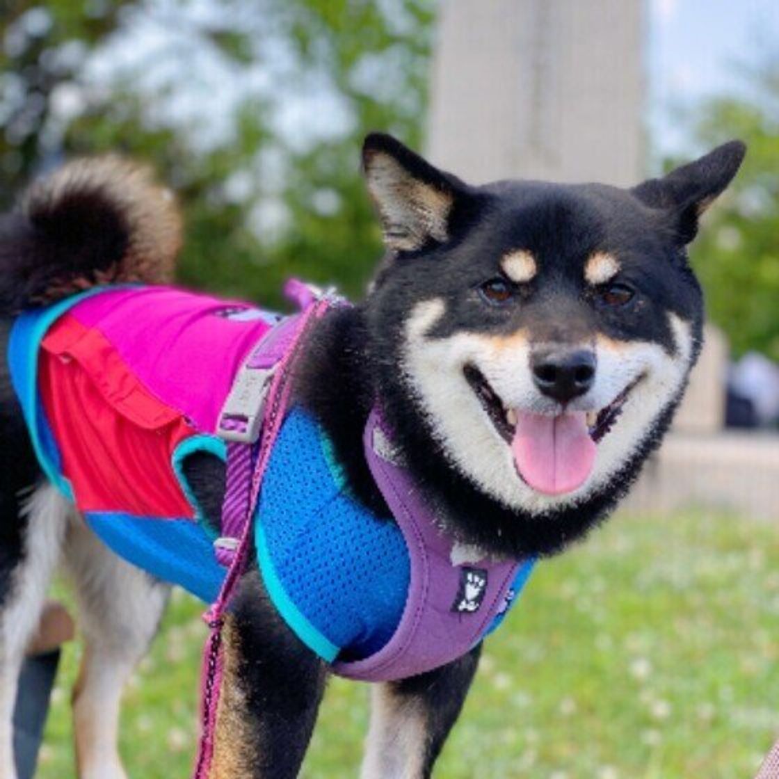 犬の散歩でしてはいけないこと 愛犬を安全に散歩させるために いぬのきもちweb Magazine 犬の散歩でしてはいけないこと 愛犬を安全に散歩させるために いぬのきもちweb Magazine