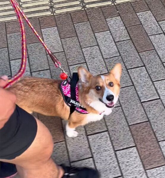 散歩を楽しむモカちゃん