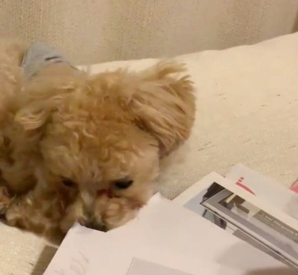 かまってもらいたいトイ・プードル