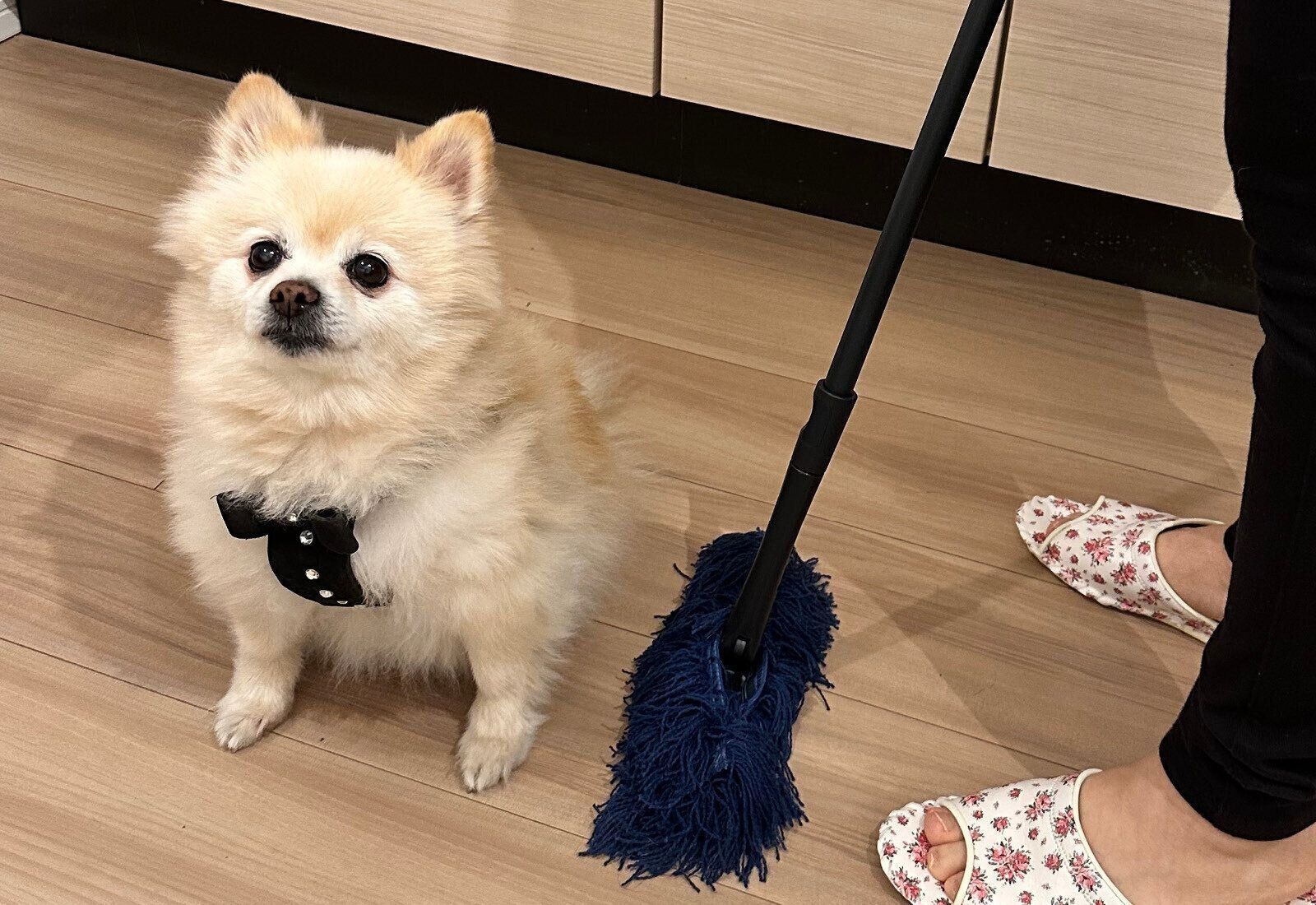 ダスキン　ペット専用モップセット　犬　抜け毛　換毛期　ペット用フロアモップ　モップクリーナー　ホコリ　フローロングの掃除