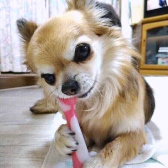 犬の体の大きさで平均寿命が異なる理由を獣医師に聞いた いぬのきもち