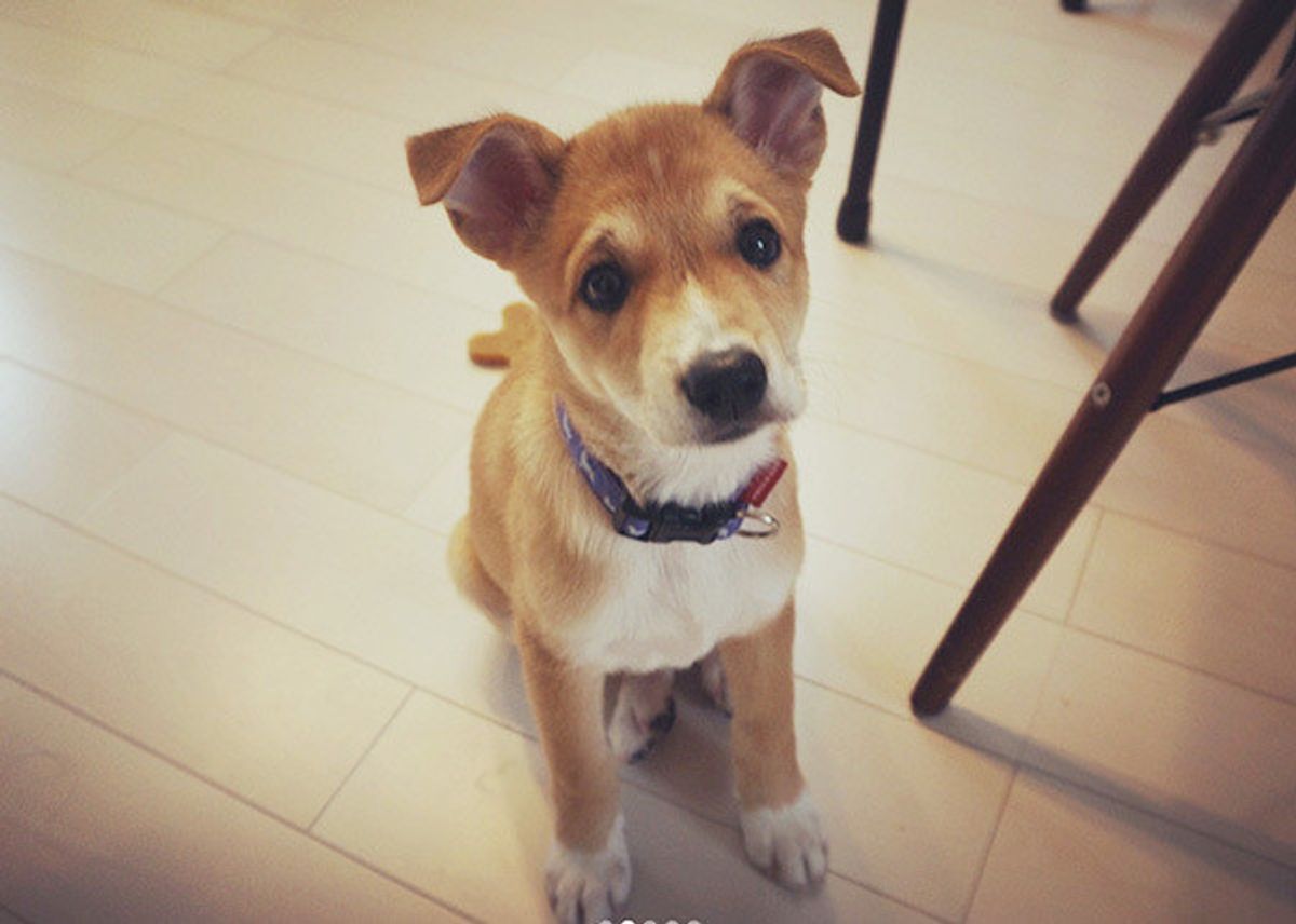 捨て犬 だった悲しい過去 運命の出会いが すべてを変えてくれた いぬのきもちweb Magazine 捨て犬 だった悲しい過去 運命の出会いが すべてを変えてくれた いぬのきもちweb Magazine