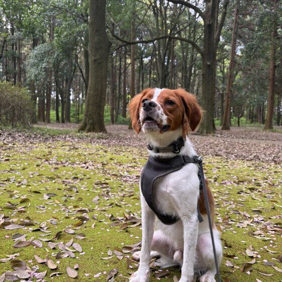 ブリタニー・スパニエルのチャロくん