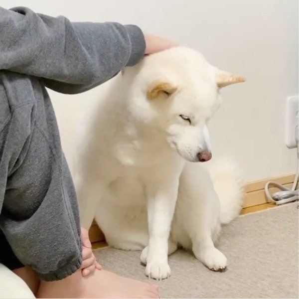 マッサージを要求するきなこちゃん