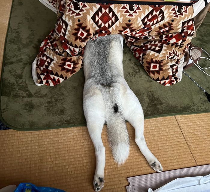 コタツに突っ込むアシㇼちゃん