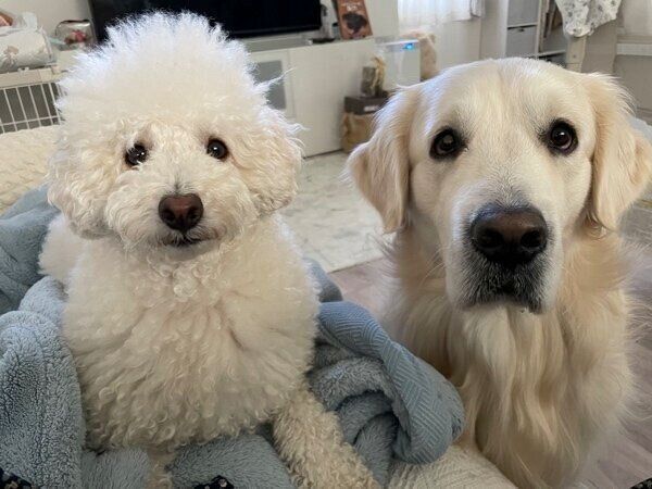 見つめるむうくん、めるくん