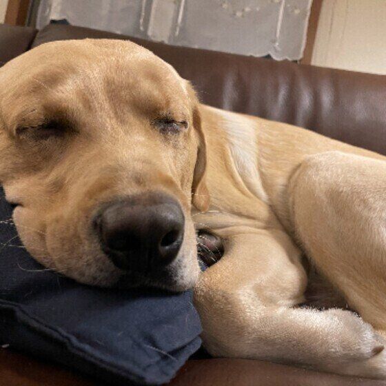 ラブラドール・レトリーバー