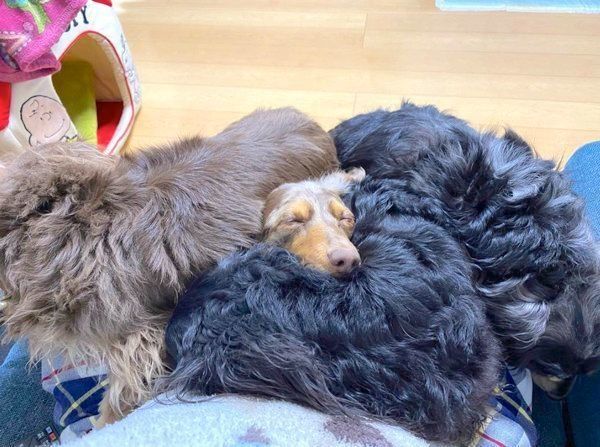 犬団子をする一花ちゃん、凛ちゃん、小太郎ちゃん、このはちゃん