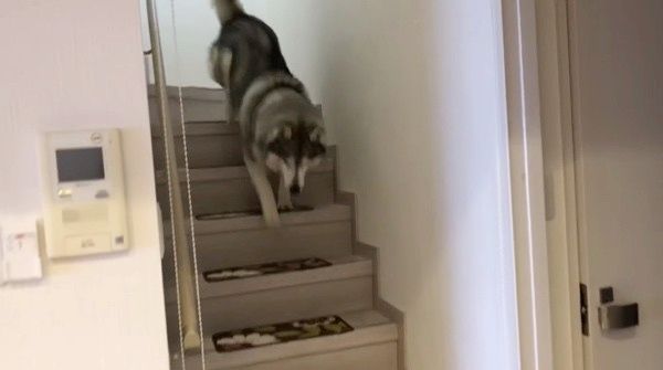 階段を降りるシベリアン・ハスキー