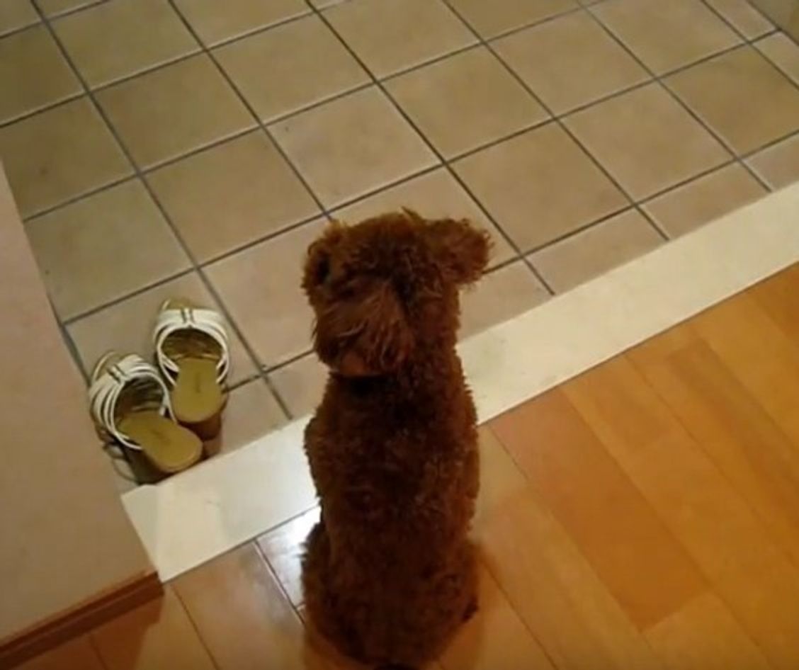 帰宅に喜ぶ犬たちのおすすめ動画 全力のお迎えに心奪われます いぬのきもちweb Magazine 帰宅に喜ぶ犬たちのおすすめ動画 全力のお迎えに心奪われます いぬのきもちweb Magazine