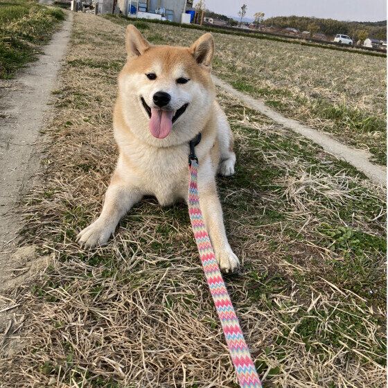 散歩を楽しむ犬