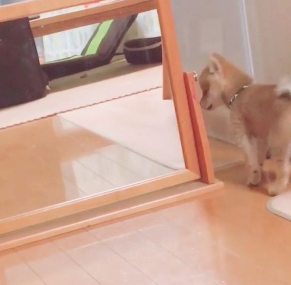 鏡の中自分と対面した柴犬
