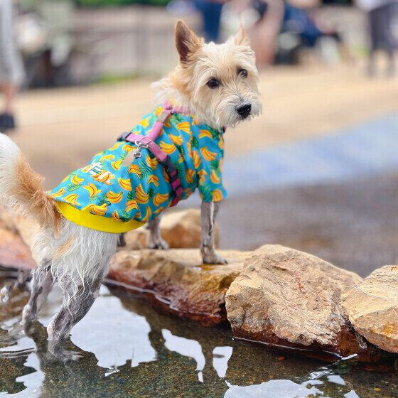 犬の水中毒が起こる原因と症状とは 犬の水遊びでの大量飲水に注意！ いぬのきもち