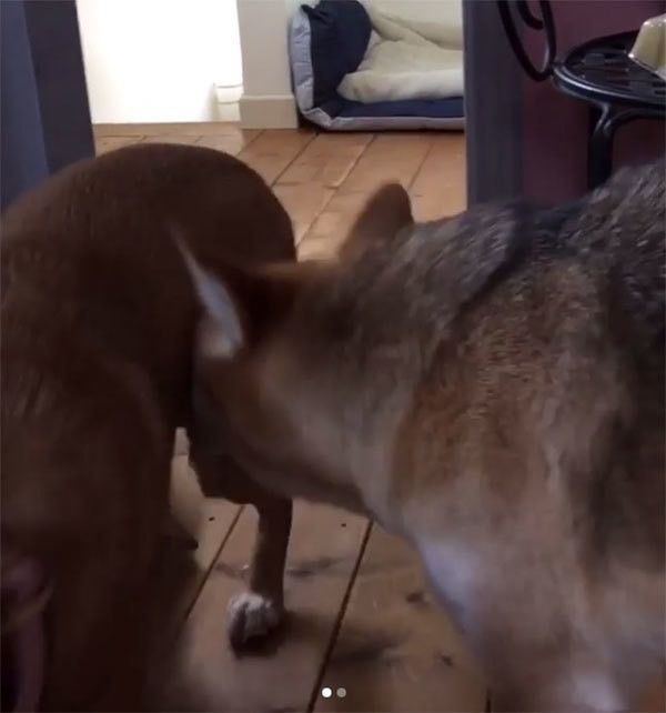 くんくんする犬