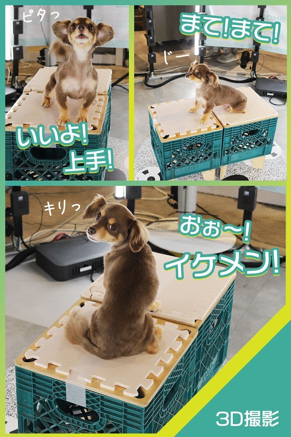 普段からおやつを“まて”してポーズの練習をしている朔太郎くん。カッコイイ振り向きポーズの撮影に成功！