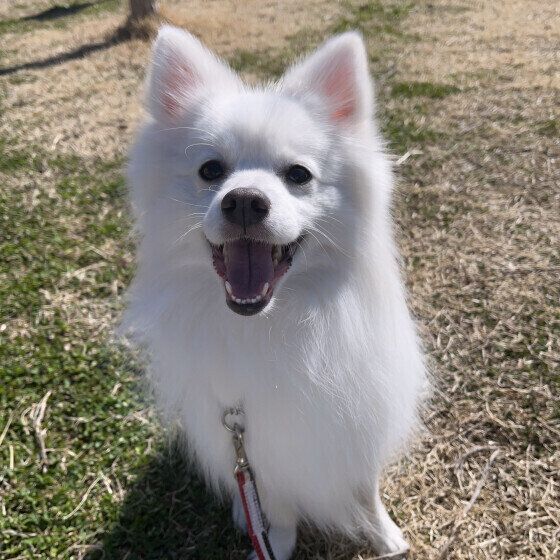 愛犬と暗い道を冬散歩するとき、安全のために気をつけること いぬのきもち