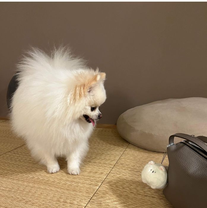 犬のマスコットを見つめる天くん