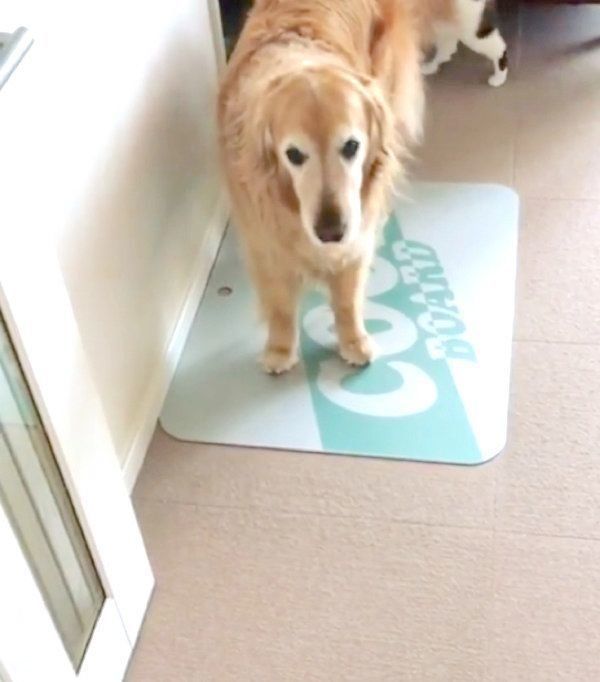 猫に奇襲攻撃をしかけられるゴールデン・レトリーバー