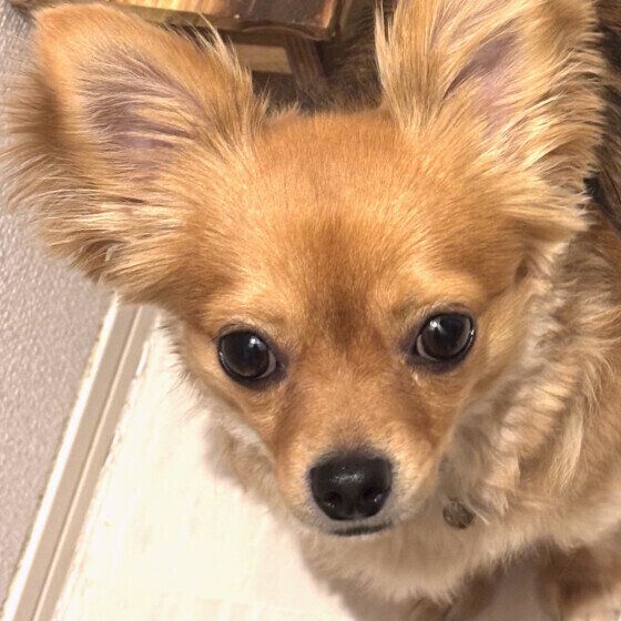 リオ  チワワトイレー