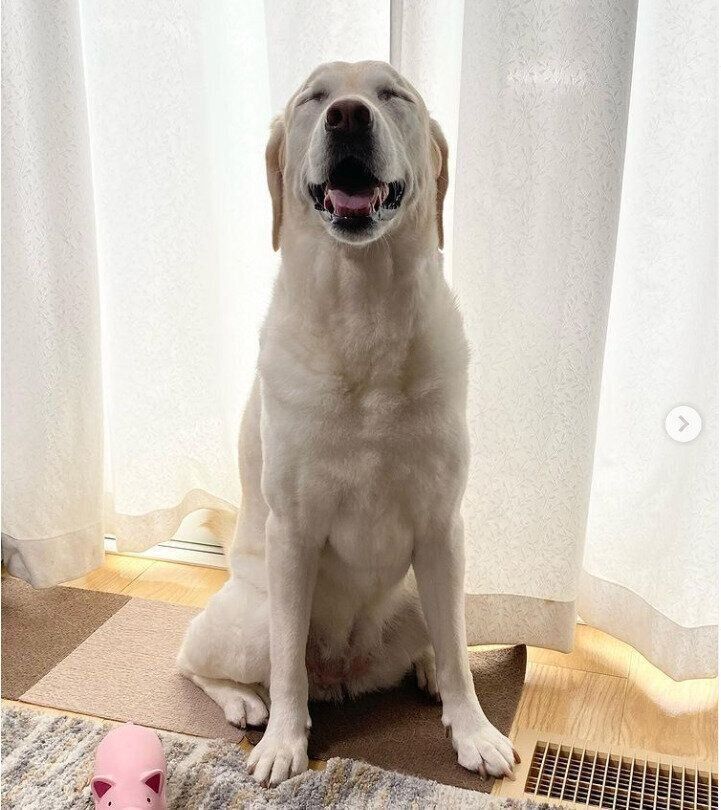 ラブラドール・レトリーバーのキャンディちゃん