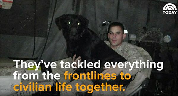 軍用犬のラブラドール・レトリーバー