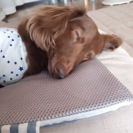 ぐっすり眠るミニチュア・ダックスフンド