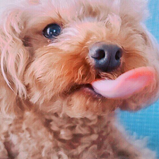 トイプードルのるなちゃん