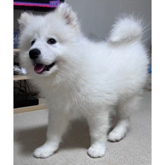 生後3カ月のころに撮影したダッツくん