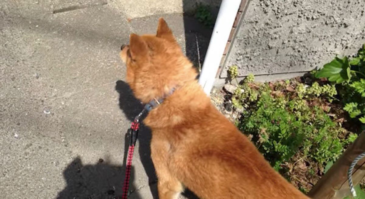 病院に行くことに気づいてしまったワンコ その反応が激カワ いぬのきもちweb Magazine 病院に行くことに気づいてしまったワンコ その反応が激カワ いぬのきもちweb Magazine