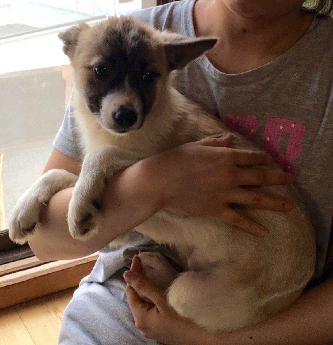 獣医師が解説 ミックス犬とは違う 雑種犬の飼い方 種類 寿命 いぬのきもちweb Magazine 獣医師が解説 ミックス犬とは違う 雑種犬の飼い方 種類 寿命 いぬのきもちweb Magazine