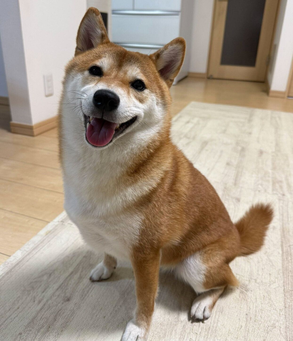 にっこり顔のまろんちゃん